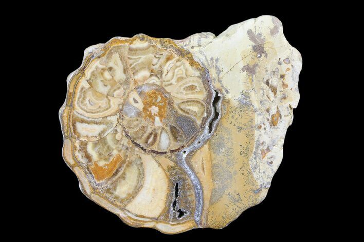 Cut/Polished Calycoceras Ammonite (Half) - Texas #93546